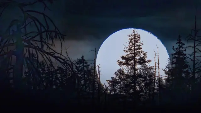 Full moon behind a sequoia grove, California