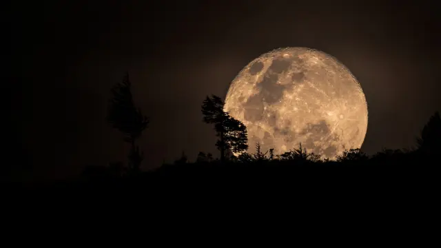 The moon rising behind the trees
